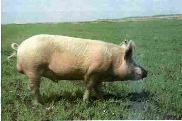 猪的品种有哪些 常见猪的品种名字大全
